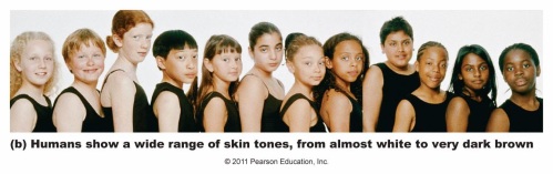 Humans show a wide range of skin tones