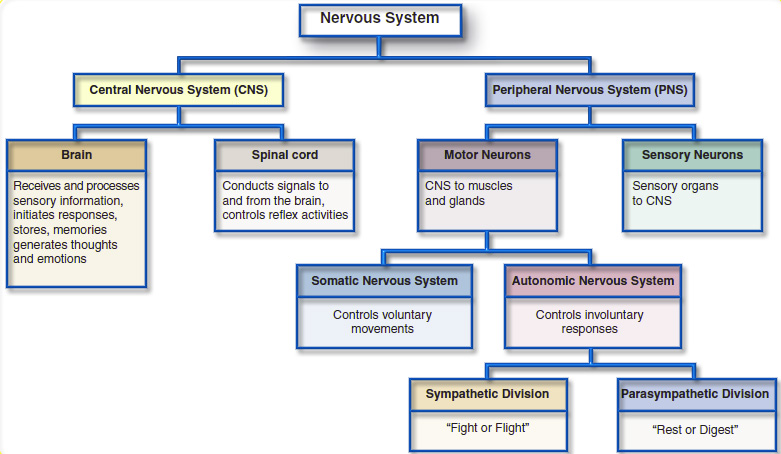 What Are The Somatic Nervous System Parasympathetic Nervous System Sympathetic Nervous System And Ans Socratic