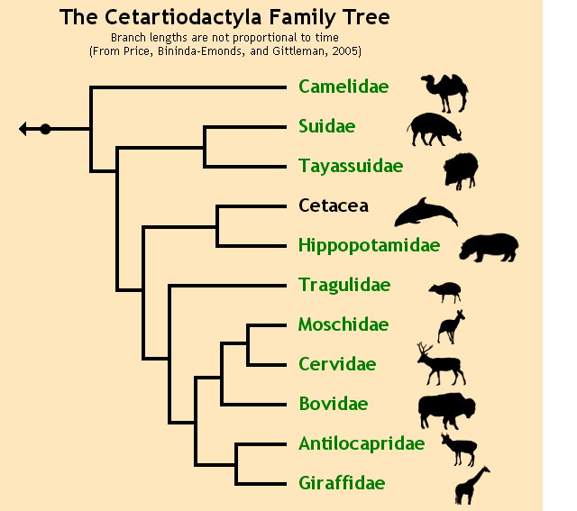 https://kaiserscience.files.wordpress.com/2015/04/cetartiodactyla-family-tree-even-toed-ungulates.png