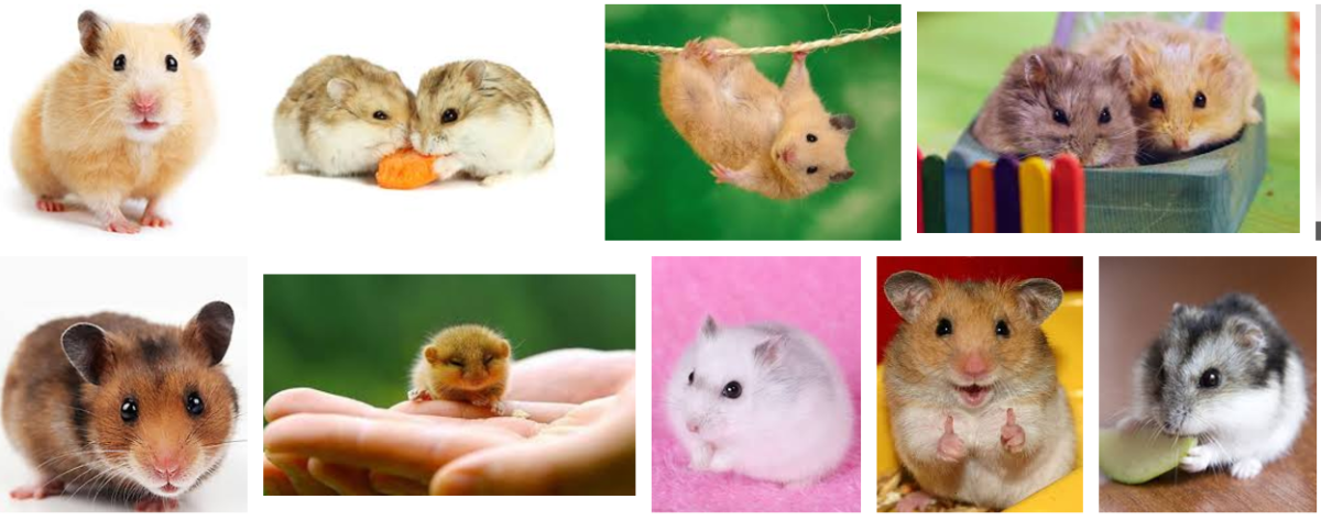 Pet Hamster Breed Information