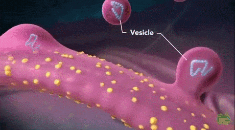 8 Vesicular Traffic|Advanced Cell Biology|Tulane