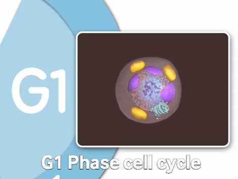 Cell cycle « KaiserScience